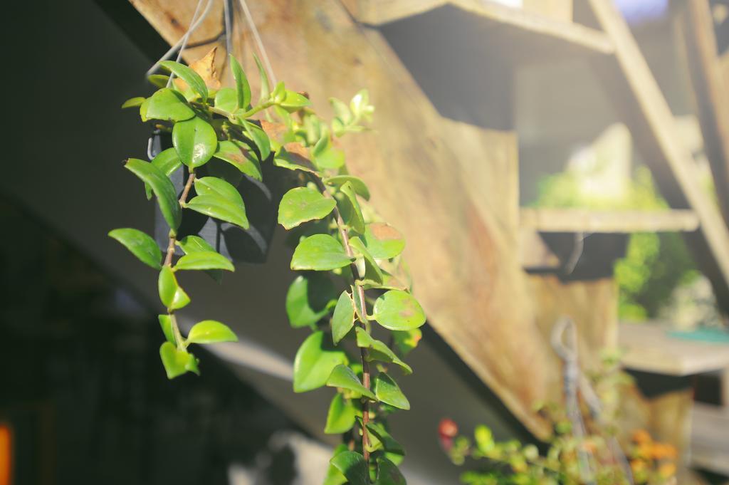 Manon Hostel Chiang Mai Rom bilde